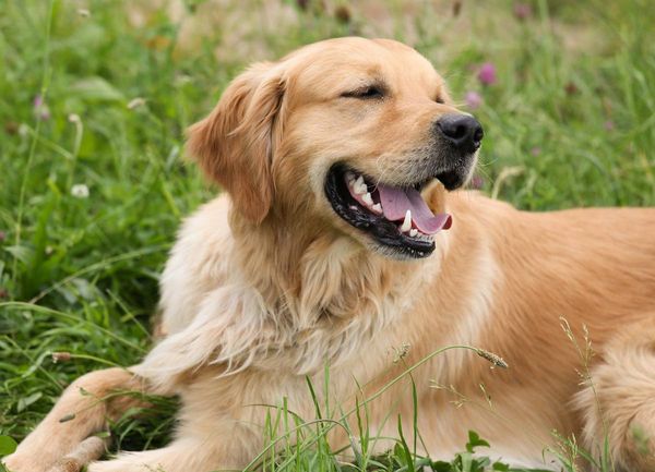 Golden Retriver